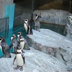 Nagasaki Penguin Aquarium - Nagasaki