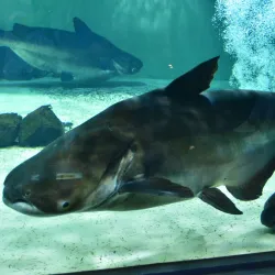 Nagasaki Penguin Aquarium - Nagasaki