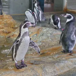 Nagasaki Penguin Aquarium - Nagasaki