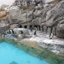 Nagasaki Penguin Aquarium - Nagasaki