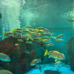 Nagasaki Penguin Aquarium - Nagasaki