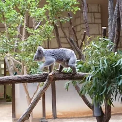 Higashiyama Zoo and Botanical Gardens - Nagoya