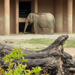 Higashiyama Zoo and Botanical Gardens - Nagoya