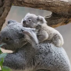 Higashiyama Zoo and Botanical Gardens - Nagoya