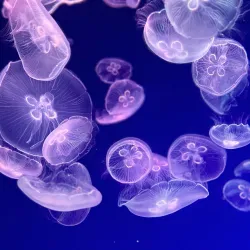 Nagoya Port Aquarium - Nagoya