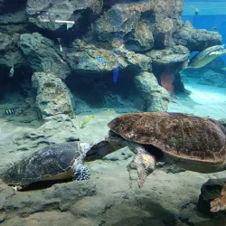 Nagoya Port Aquarium - Nagoya