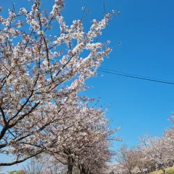 Sakura-no-Yama Park - Narita