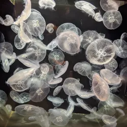 Niigata City Aquarium Marinepia Nihonkai - Niigata