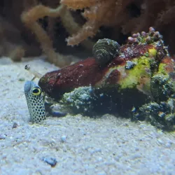 Niigata City Aquarium Marinepia Nihonkai - Niigata