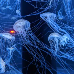 Niigata City Aquarium Marinepia Nihonkai - Niigata