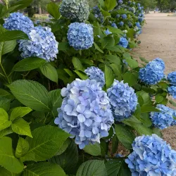 Shukugawa Park - Nishinomiya