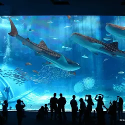 Churaumi Aquarium - Okinawa
