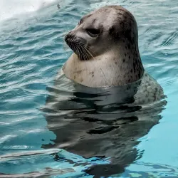 Osaka Aquarium Kaiyukan - Osaka