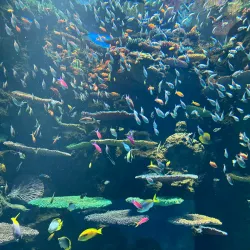 Osaka Aquarium Kaiyukan - Osaka