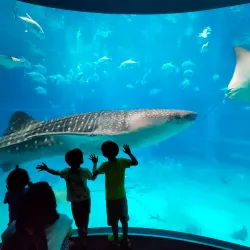 Osaka Aquarium Kaiyukan - Osaka