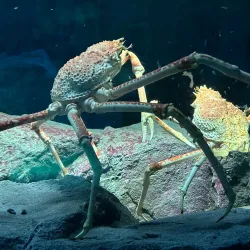 Osaka Aquarium Kaiyukan - Osaka