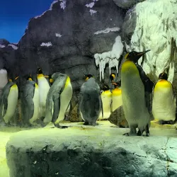 Osaka Aquarium Kaiyukan - Osaka