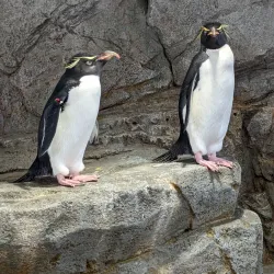 Osaka Aquarium Kaiyukan - Osaka