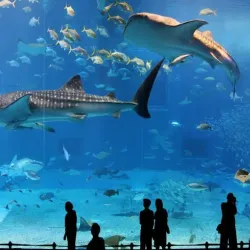 Osaka Aquarium Kaiyukan - Osaka