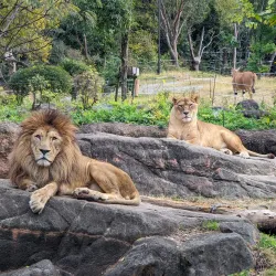 Tennoji Park and Zoo - Osaka
