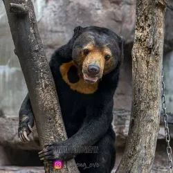 Tennoji Park and Zoo - Osaka