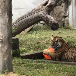 Tennoji Park and Zoo - Osaka