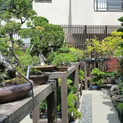 Omiya Bonsai Village - Saitama