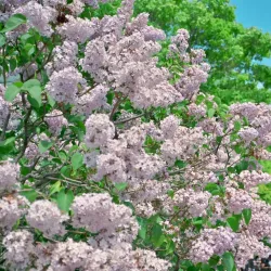 Odori Park - Sapporo