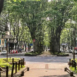 Jozenji-dori Avenue - Sendai