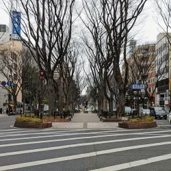 Jozenji-dori Avenue - Sendai