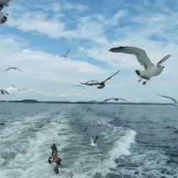 Matsushima Bay - Sendai