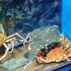 Sendai Uminomori Aquarium - Sendai