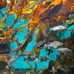 Sendai Uminomori Aquarium - Sendai