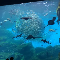 Sendai Uminomori Aquarium - Sendai