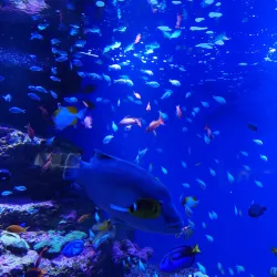 Sendai Uminomori Aquarium - Sendai