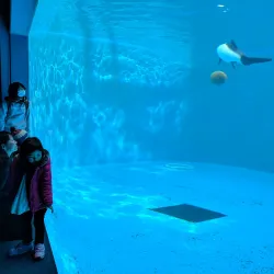 Sendai Uminomori Aquarium - Sendai