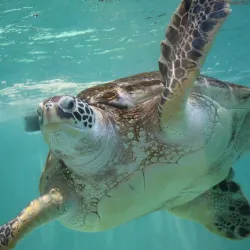 Sendai Uminomori Aquarium - Sendai