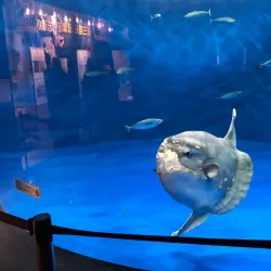 Sendai Uminomori Aquarium - Sendai