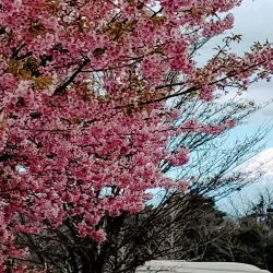 Nihondaira Plateau - Shizuoka