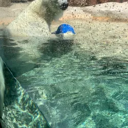 Nihondaira Zoo - Shizuoka