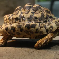 Nihondaira Zoo - Shizuoka