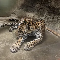 Nihondaira Zoo - Shizuoka