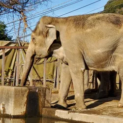 Nihondaira Zoo - Shizuoka