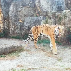 Nihondaira Zoo - Shizuoka