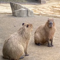 Nihondaira Zoo - Shizuoka