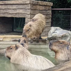 Nihondaira Zoo - Shizuoka