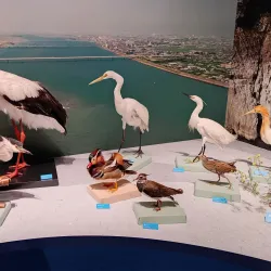 Tokushima Prefectural Museum - Tokushima