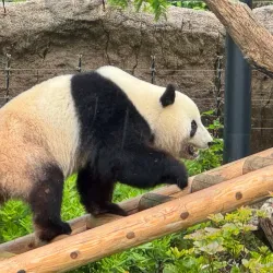 Ueno Park and Zoo - Tokyo