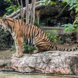 Ueno Park and Zoo - Tokyo