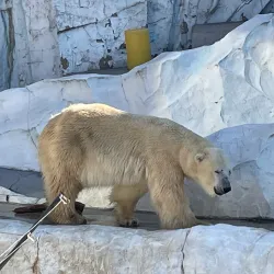 Ueno Park and Zoo - Tokyo